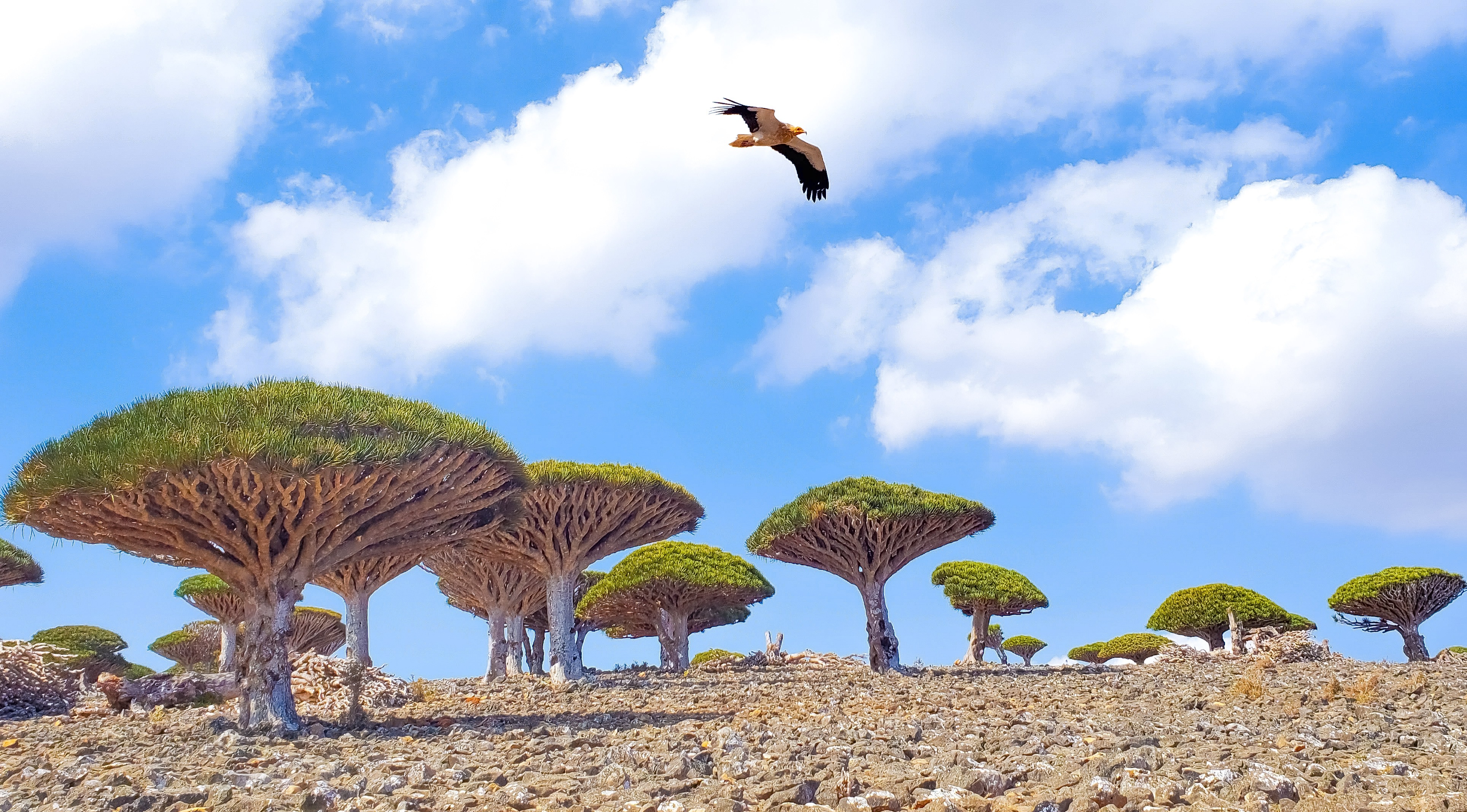 ONE PIECE Travel Team in Socotra Island