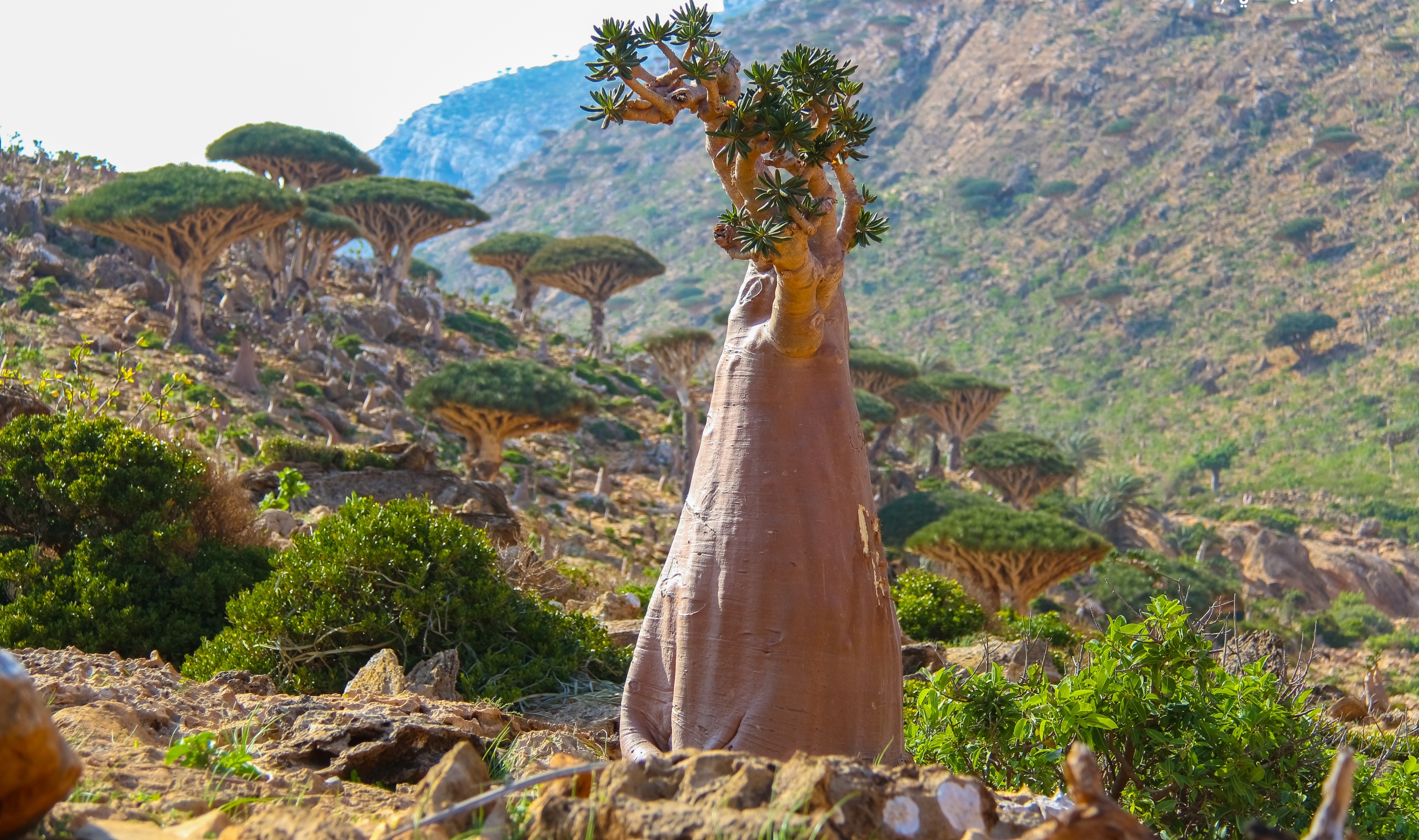 Socotra Beach