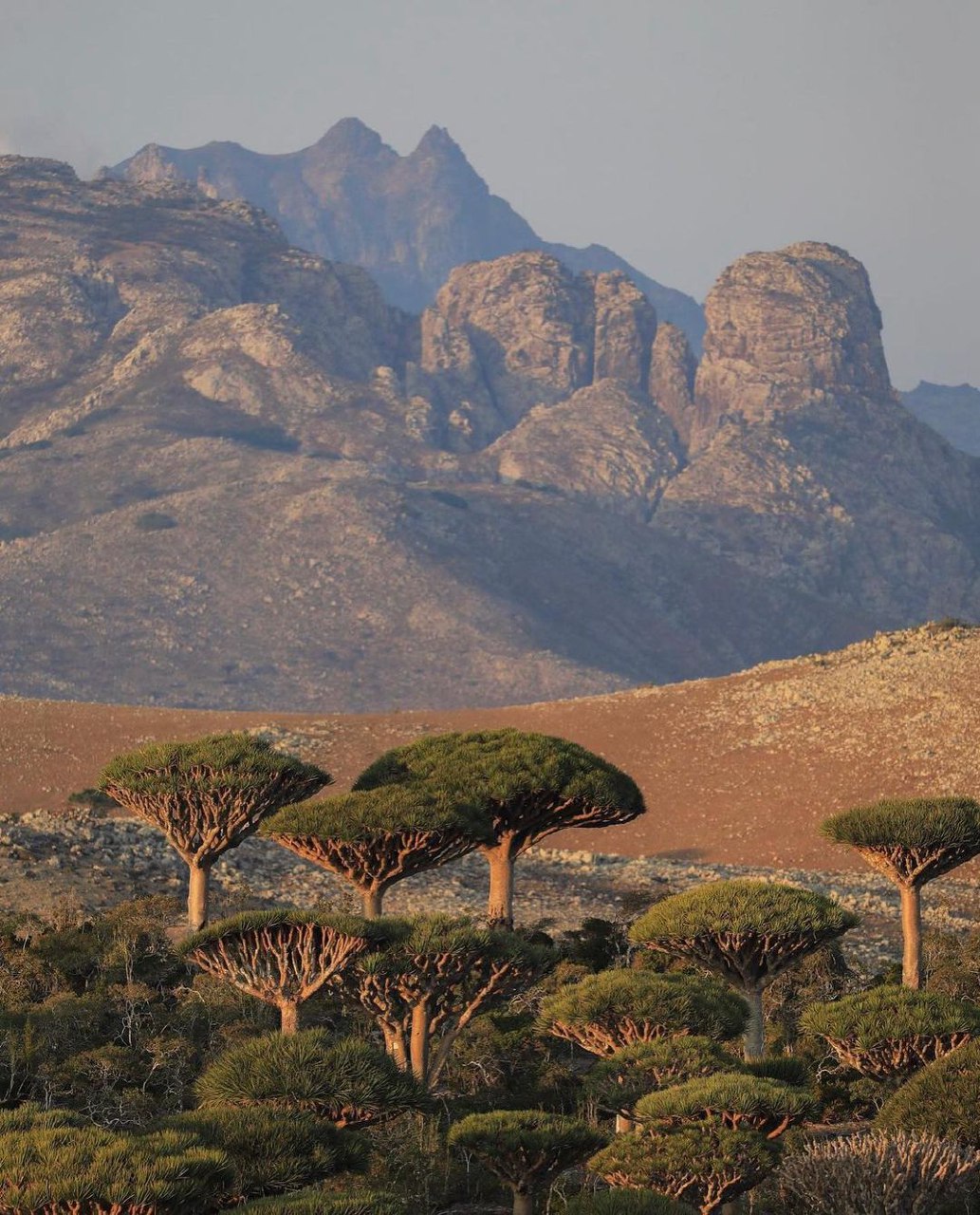 ONE PIECE Travel Team in Socotra Island